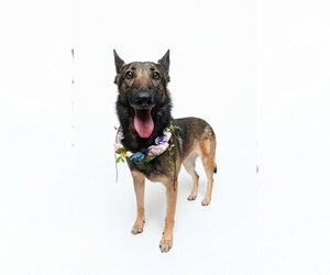 Mila - Female German Shepherd Dog Dog for Adoption - Photo #4
