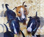 Small Photo #15 Bull Terrier Puppy For Sale in BUCKLIN, KS, USA