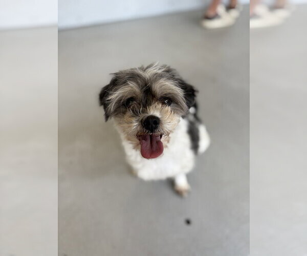 Medium Photo #3 Shih Tzu-Unknown Mix Puppy For Sale in Studio City, CA, USA