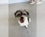 Small #2 Shih Tzu Mix
