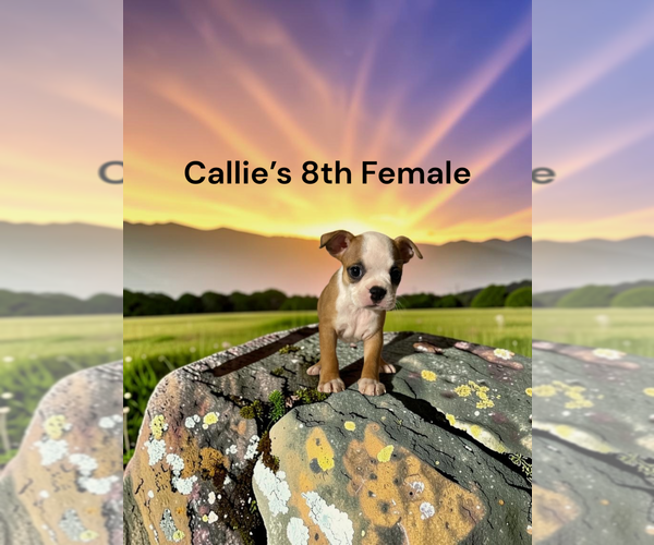 Medium Photo #1 Boston Terrier Puppy For Sale in EWING, KY, USA