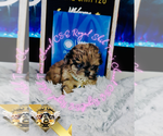 Small #5 Shih Tzu