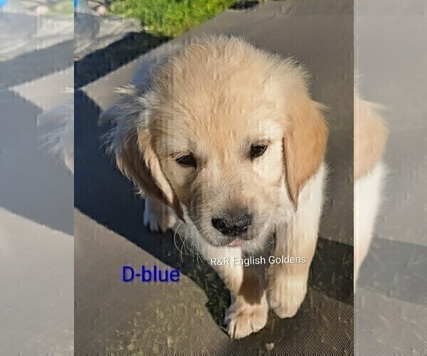 Medium Photo #7 English Cream Golden Retriever Puppy For Sale in BROWNSTOWN, MI, USA