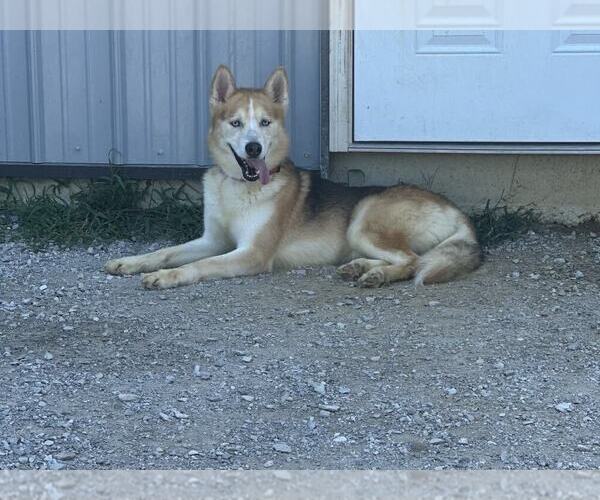Medium Photo #5 German Shepherd Dog-Siberian Husky Mix Puppy For Sale in Evansville, IN, USA