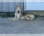 Small #4 German Shepherd Dog-Siberian Husky Mix