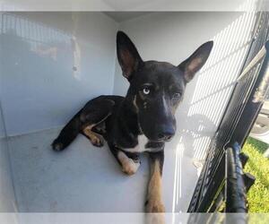 Huskies -Unknown Mix Dogs for adoption in Houston, TX, USA