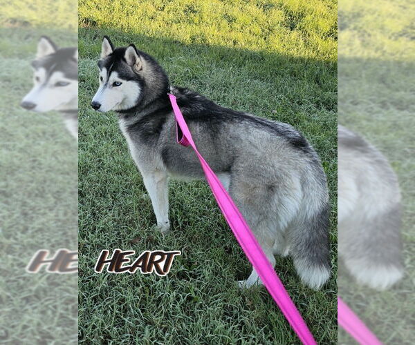 Medium Photo #2 Siberian Husky Puppy For Sale in Severn, MD, USA