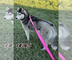 Small #1 Siberian Husky