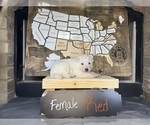 Small Photo #11 German Shepherd Dog Puppy For Sale in GARDEN CITY, TX, USA