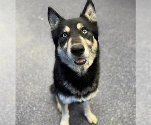 German Shepherd Dog-Huskies Mix Dogs for adoption in Anchorage, AK, USA