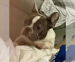 Small #3 French Bulldog