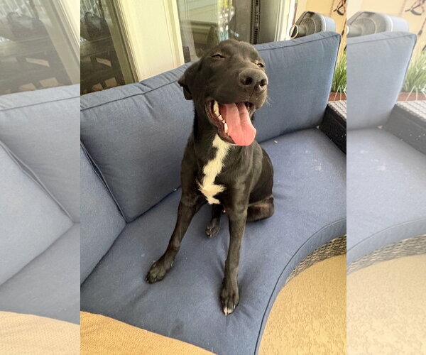 Medium Photo #1 Labrador Retriever-Unknown Mix Puppy For Sale in The Woodlands, TX, USA