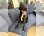 Small Labrador Retriever Mix