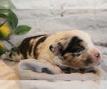 Small Photo #4 Australian Shepherd Puppy For Sale in STAFFORD, VA, USA