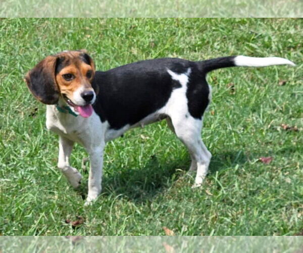 Medium Photo #7 Beagle Puppy For Sale in Dunnellon, FL, USA