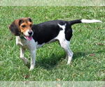 Small #6 Beagle