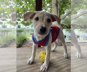 Labrador Retriever Dogs for adoption in NYC, NY, USA