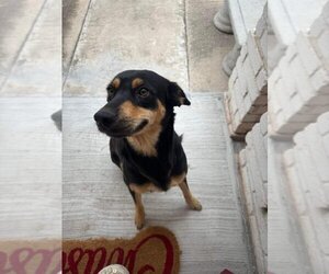 Australian Kelpie-Unknown Mix Dogs for adoption in Shillington, PA, USA
