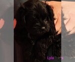 Puppy Puppy 2 Lyla Schnauzer (Miniature)