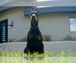 Small #2 Doberman Pinscher