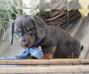 Dachshund Puppy for sale in ORO VALLEY, AZ, USA
