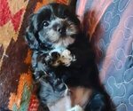 Small Photo #7 Cavachon-Poodle (Miniature) Mix Puppy For Sale in TUCSON, AZ, USA