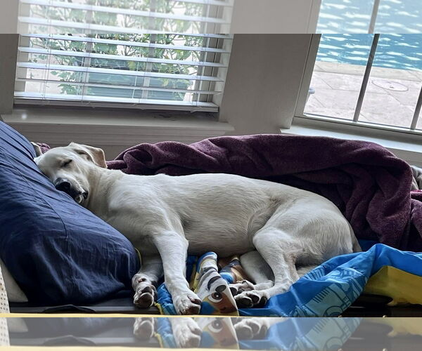 Medium Photo #4 Anatolian Shepherd-Unknown Mix Puppy For Sale in Royse City, TX, USA