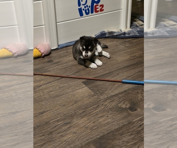 Medium Photo #2 Alaskan Klee Kai Puppy For Sale in SUNSET, UT, USA