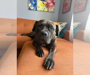 American Pit Bull Terrier-Unknown Mix Dogs for adoption in Derwood, MD, USA