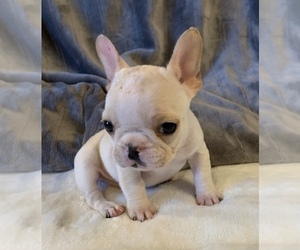 French Bulldog Puppy for sale in JOHNS ISLAND, SC, USA