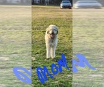 Small Photo #1 Poodle (Standard) Puppy For Sale in CLINTON, NC, USA