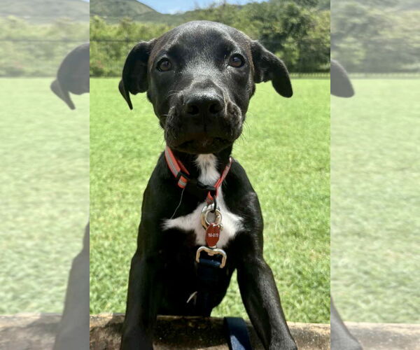 Medium Photo #4 Labrador Retriever-Unknown Mix Puppy For Sale in Jefferson, NJ, USA