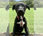 Small #3 Labrador Retriever Mix