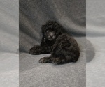 Small Photo #4 Whoodle (Miniature) Puppy For Sale in KATY, TX, USA