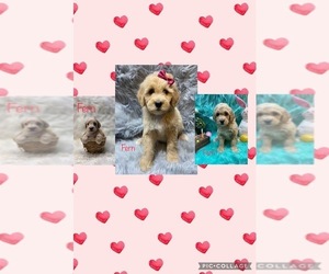 Goldendoodle Puppy for sale in FREDERICKTOWN, MO, USA