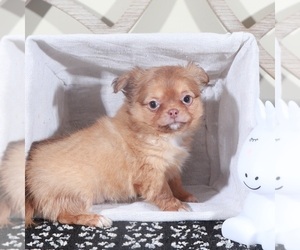 Chihuahua Puppy for sale in MOUNT VERNON, OH, USA