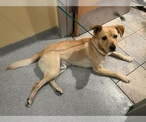 Labrador Retriever Dogs for adoption in Orange, CA, USA