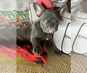 French Bulldog Puppy for sale in CENTENNIAL, CO, USA