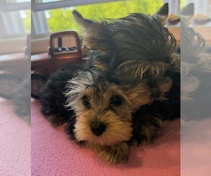 Yorkshire Terrier Puppy for Sale in BENNINGTON, Indiana USA