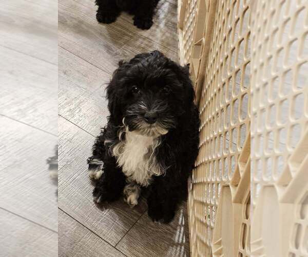Medium Photo #4 Cavapoo (Miniature) Puppy For Sale in MEDFORD, OR, USA