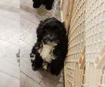 Small #3 Cavapoo (Miniature)