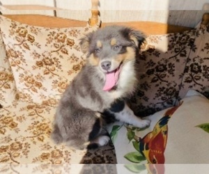 America Bandogge Mastiff Puppy for sale in INDIANAPOLIS, IN, USA