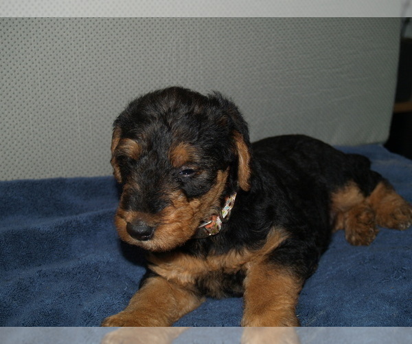 Medium Photo #21 Airedale Terrier Puppy For Sale in CHARLESTOWN, IN, USA