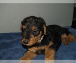Small Photo #21 Airedale Terrier Puppy For Sale in CHARLESTOWN, IN, USA