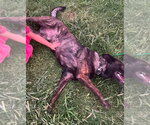 Small Photo #4 Holland Shepherd Puppy For Sale in Imlay City, MI, USA