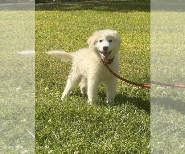 Medium Photo #2 Great Pyrenees-Unknown Mix Puppy For Sale in Yardley, PA, USA