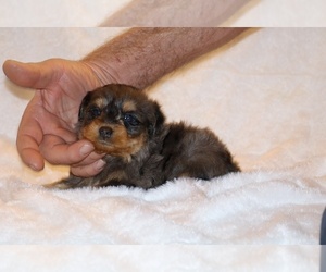Poodle (Toy)-YorkiePoo Mix Puppy for sale in DYERSBURG, TN, USA