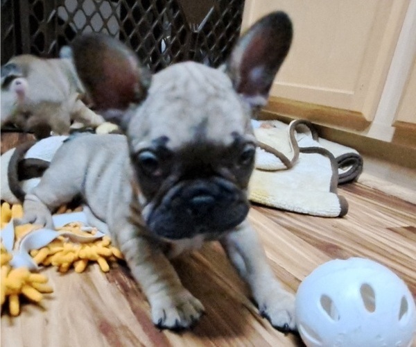 Medium Photo #2 French Bulldog Puppy For Sale in TUCSON, AZ, USA