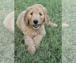 Puppy 2 Goldendoodle