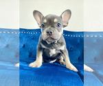 Small Photo #3 French Bulldog Puppy For Sale in HOUSTON, TX, USA